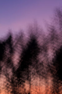 Forest at sunset, alienated, nature art Forest at sunset, alienated, nature art